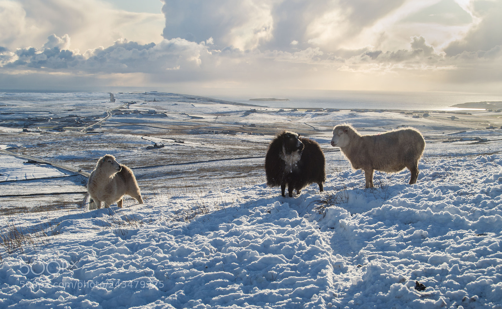 Nikon D3200 sample photo. Hillside sheep in snow photography