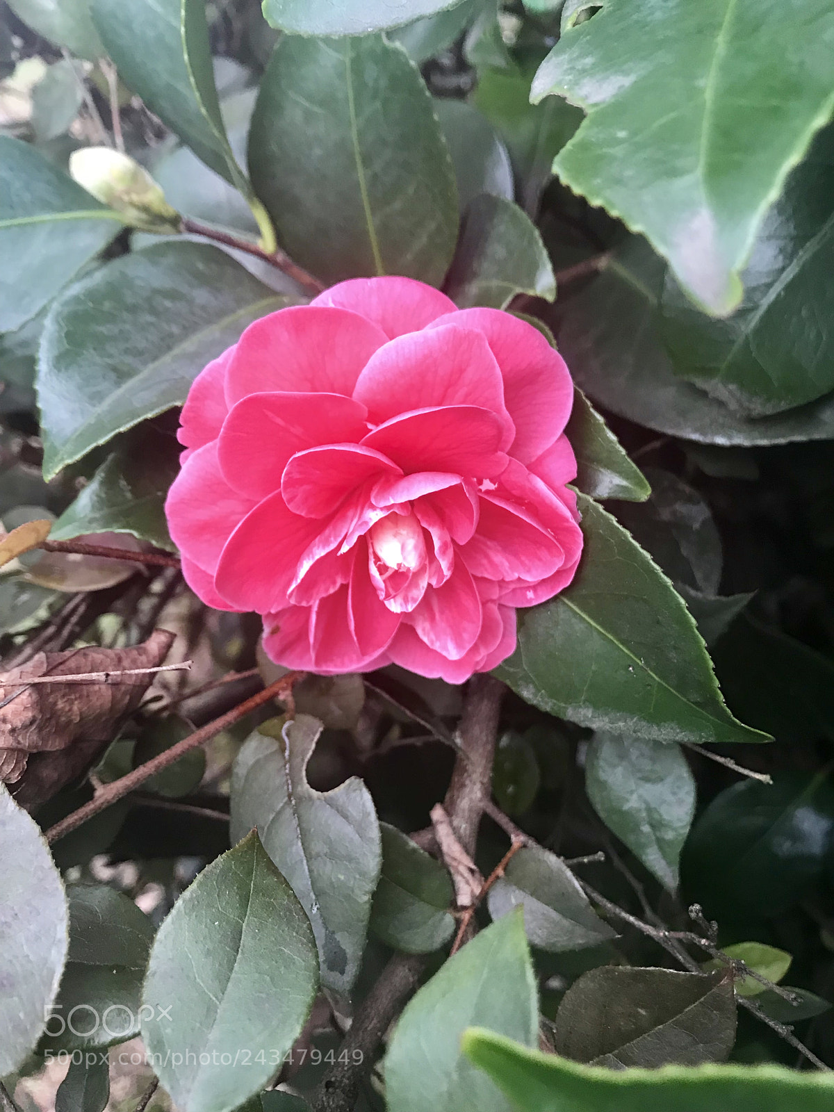 Apple iPhone 7 sample photo. First camellia bloom photography