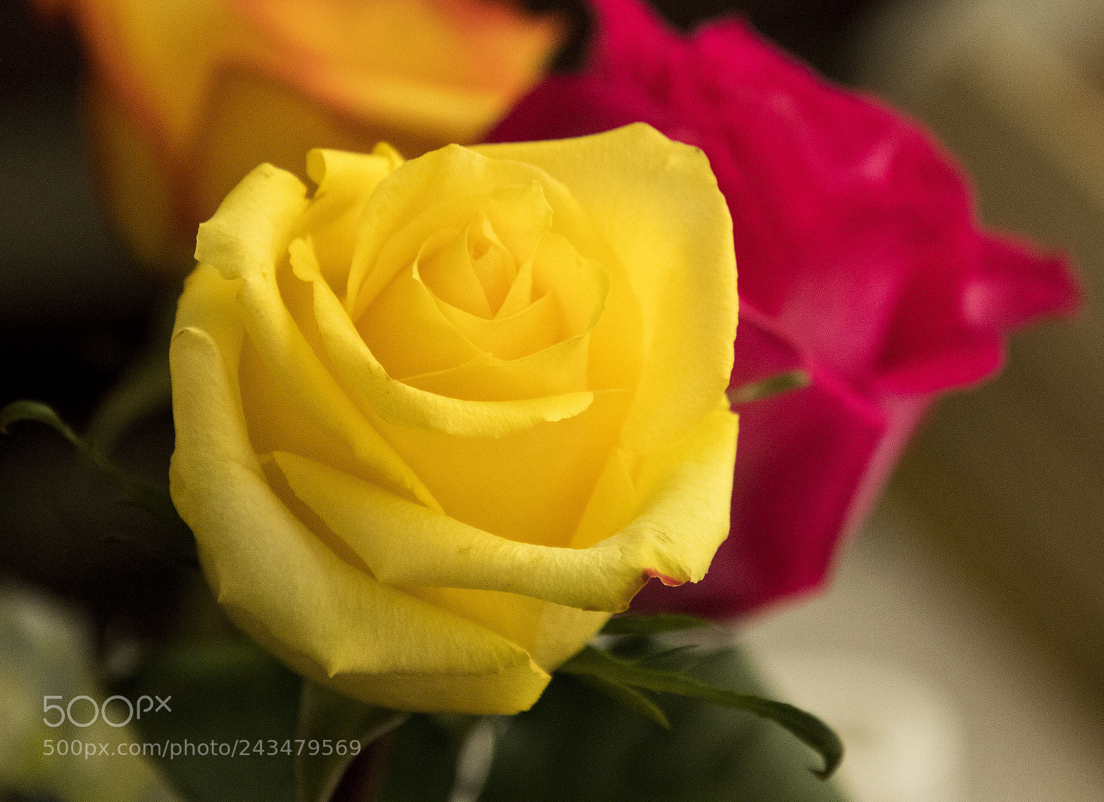 Canon EOS 77D (EOS 9000D / EOS 770D) sample photo. Yellow gal photography