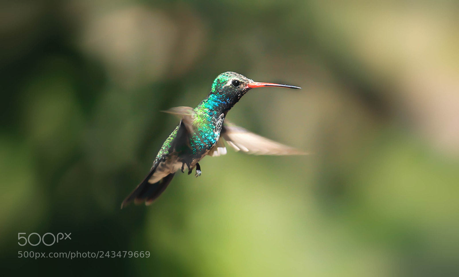 Canon EOS 1100D (EOS Rebel T3 / EOS Kiss X50) sample photo. Broad-billed hummingbird (male) photography