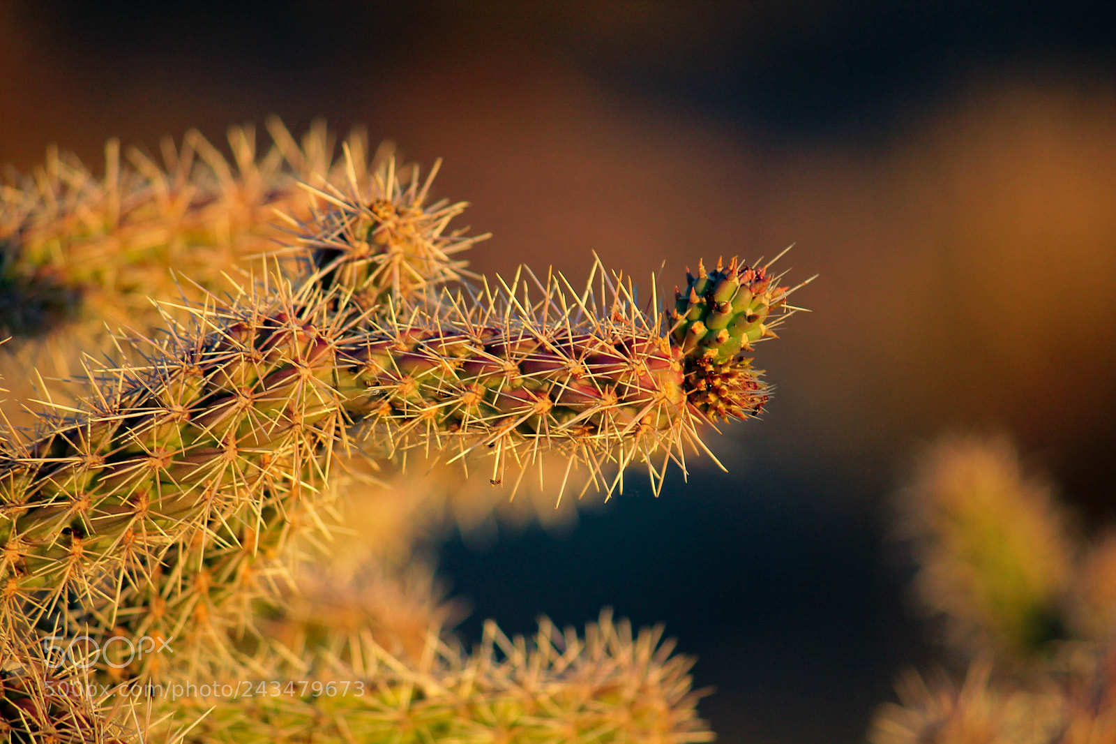 Canon EOS 1100D (EOS Rebel T3 / EOS Kiss X50) sample photo. Teddy bear cholla photography