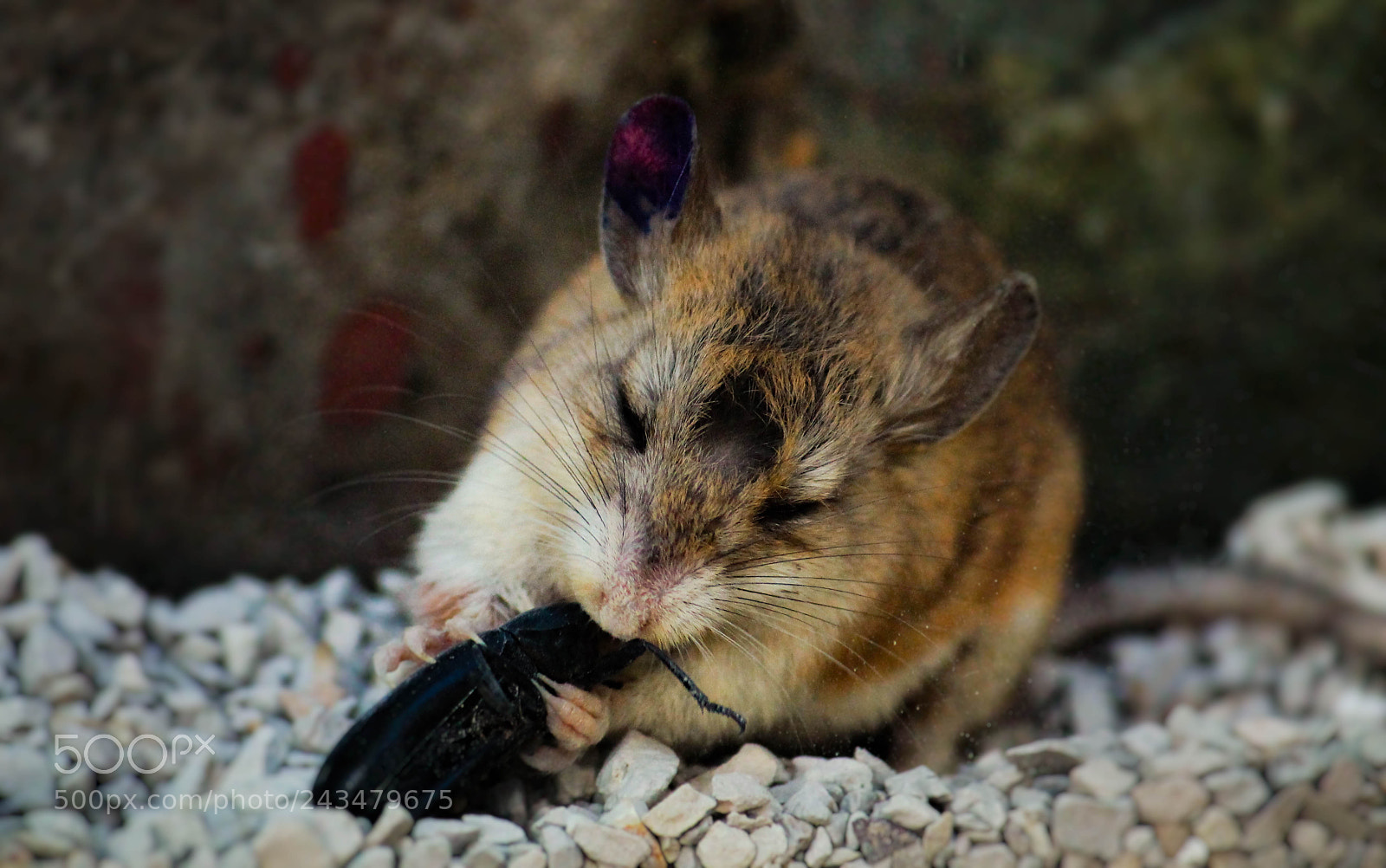 Canon EOS 1100D (EOS Rebel T3 / EOS Kiss X50) sample photo. Grasshopper mouse & pinacate beetle photography