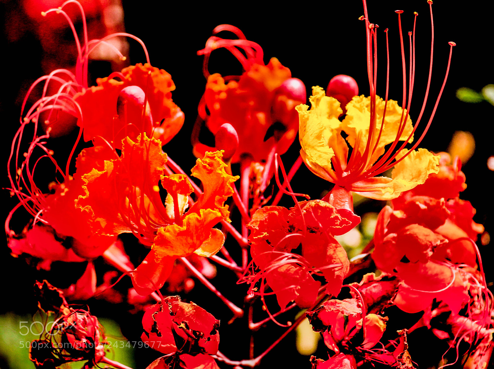Canon EOS 1100D (EOS Rebel T3 / EOS Kiss X50) sample photo. Red bird of paradise photography