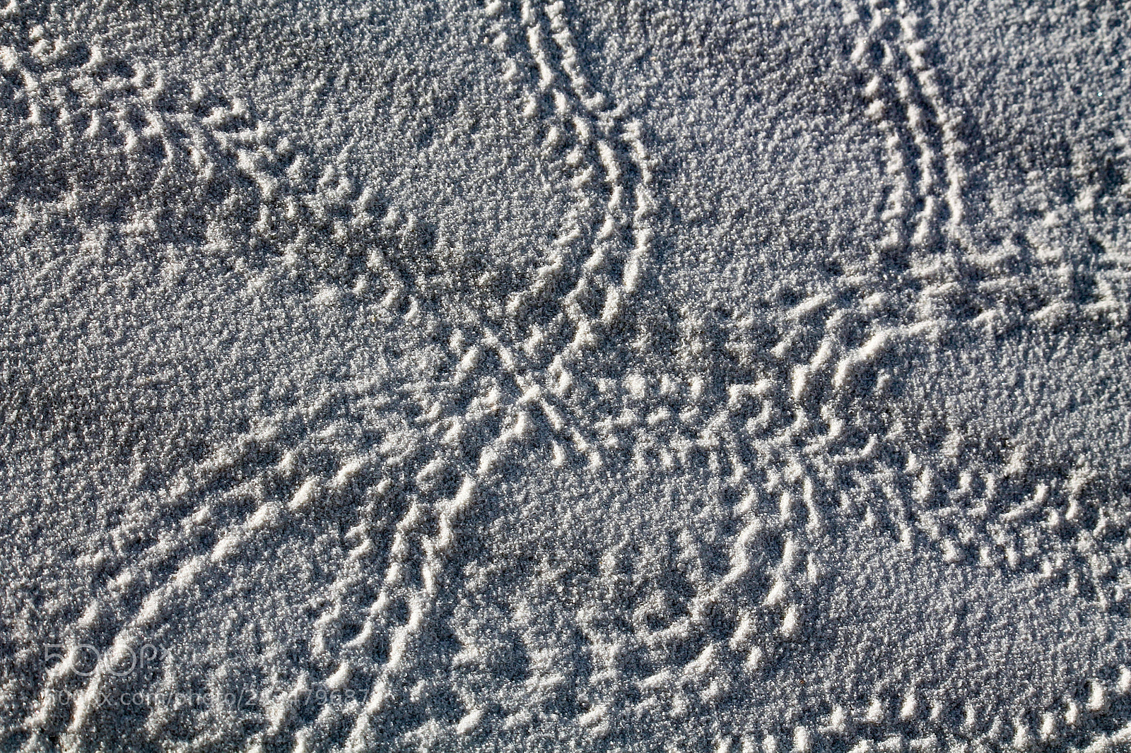Canon EOS 1100D (EOS Rebel T3 / EOS Kiss X50) sample photo. Darkling beetle tracks at photography