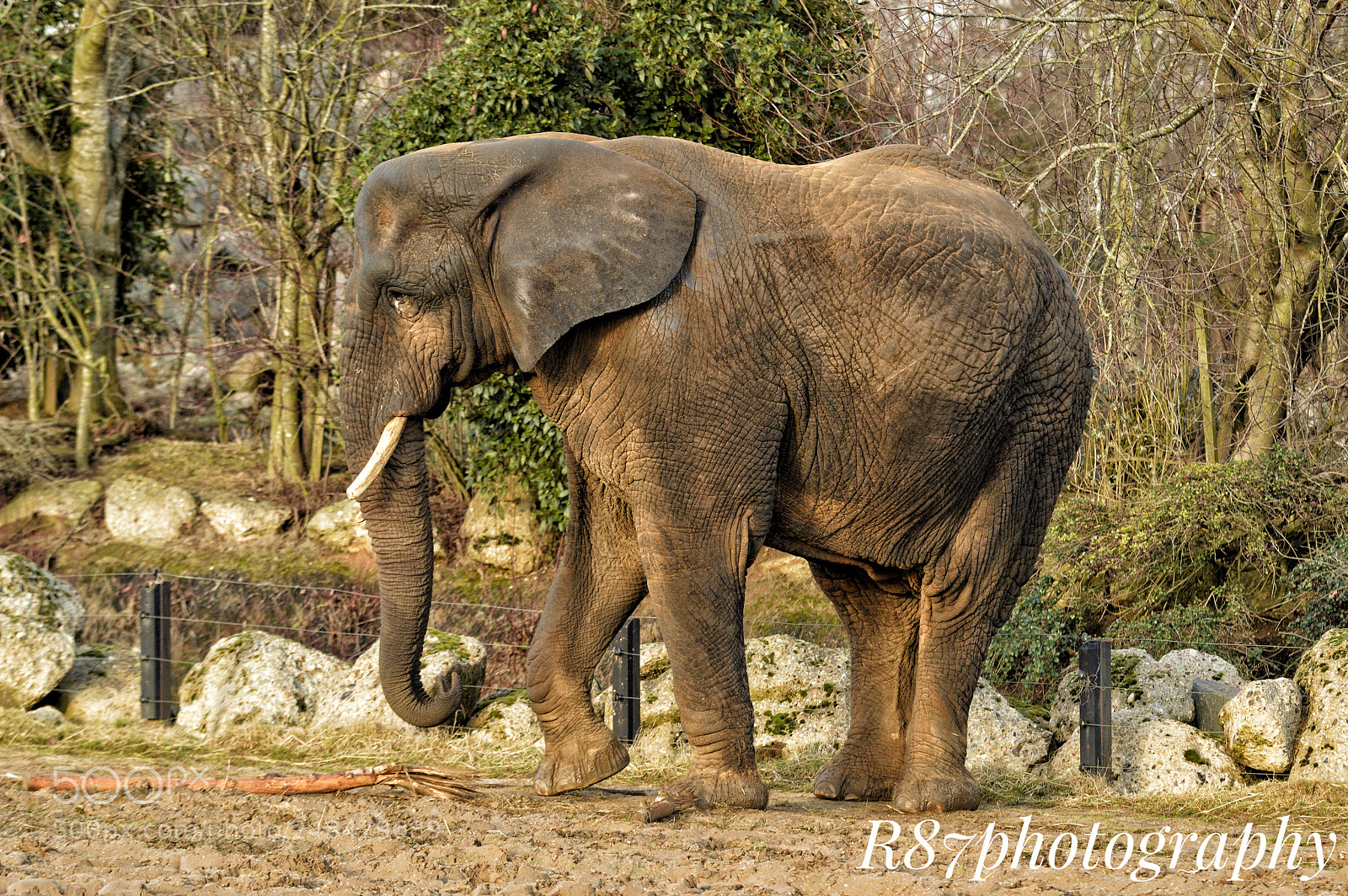 Nikon D3200 sample photo. Elephant from colchester zoo photography