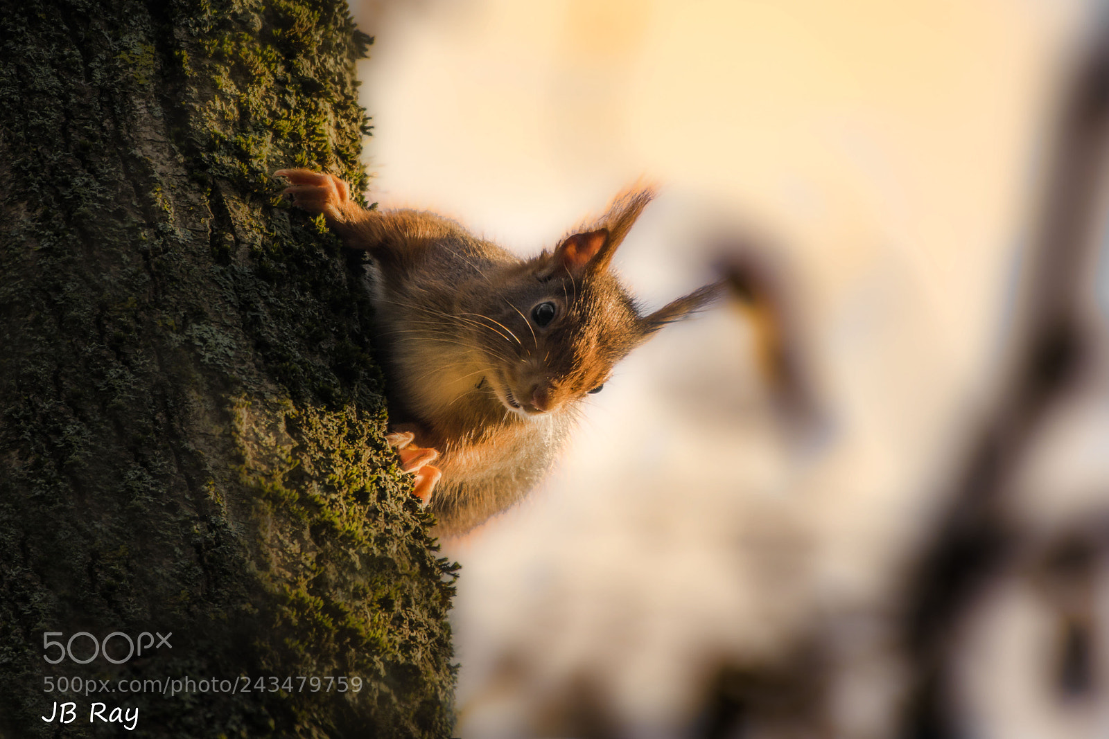 Nikon D7200 sample photo. Squirrel photography