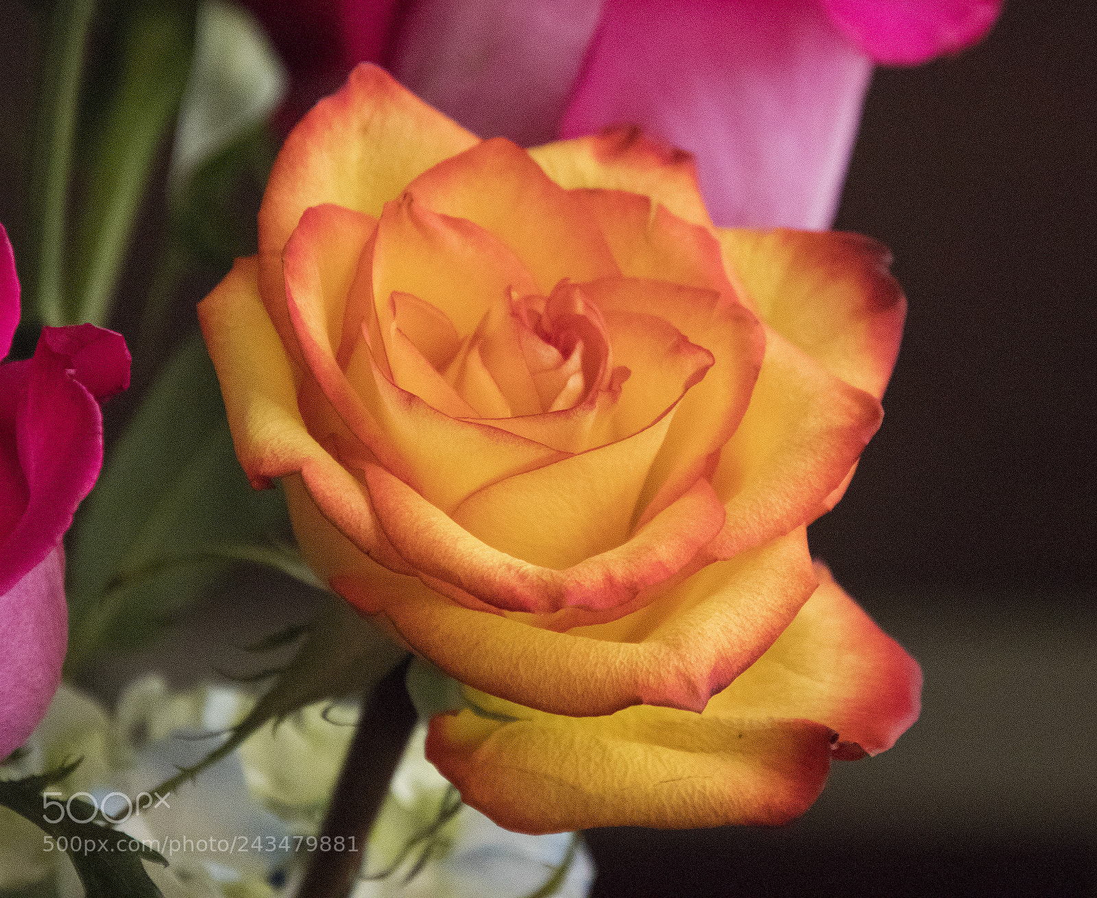 Canon EOS 77D (EOS 9000D / EOS 770D) sample photo. Rose photography