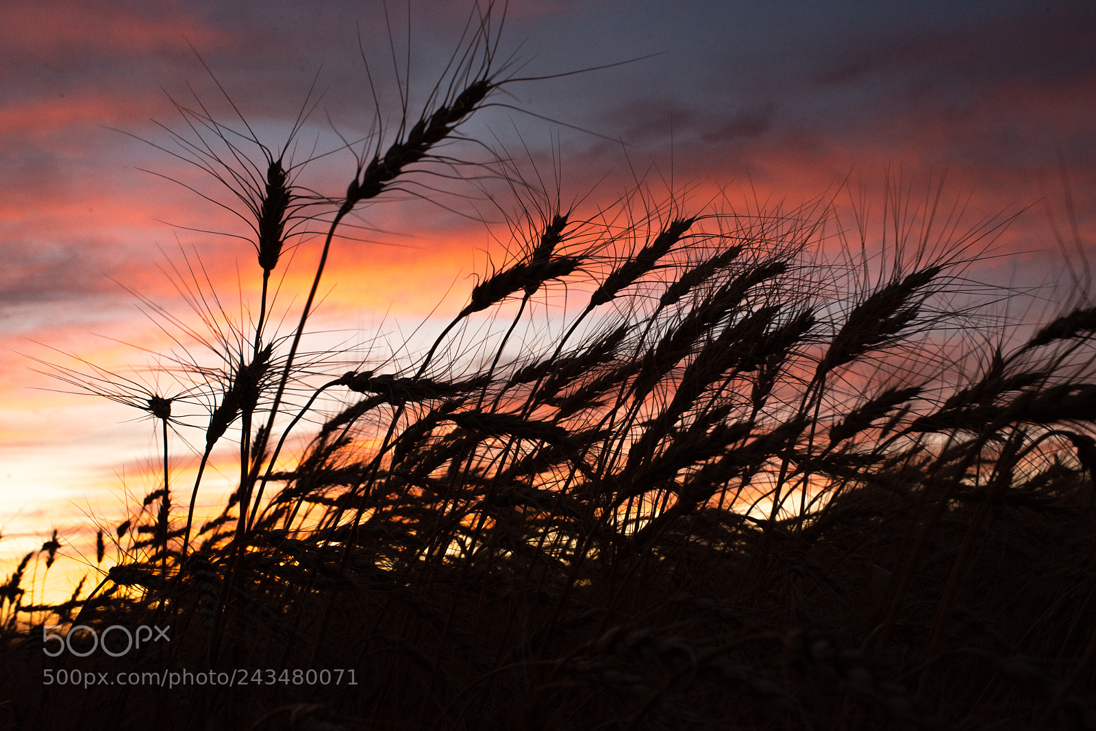 Nikon D800 sample photo. 2017-10.jpg photography