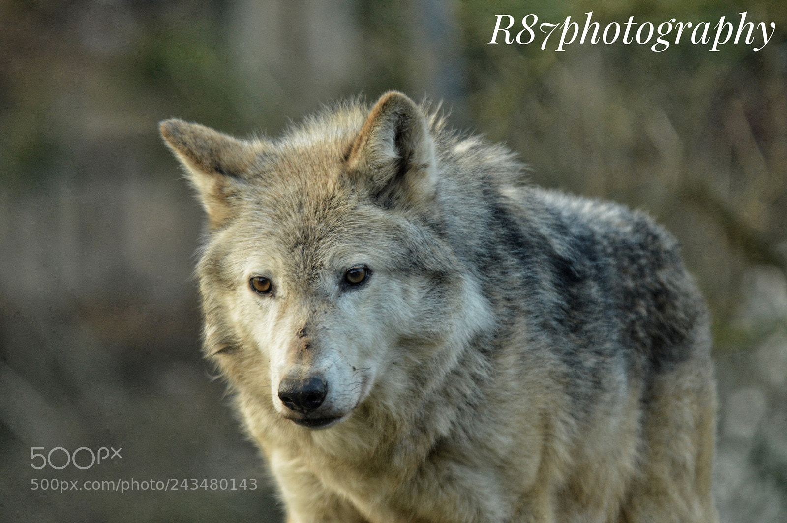 Nikon D3200 sample photo. A beautiful female wolf photography