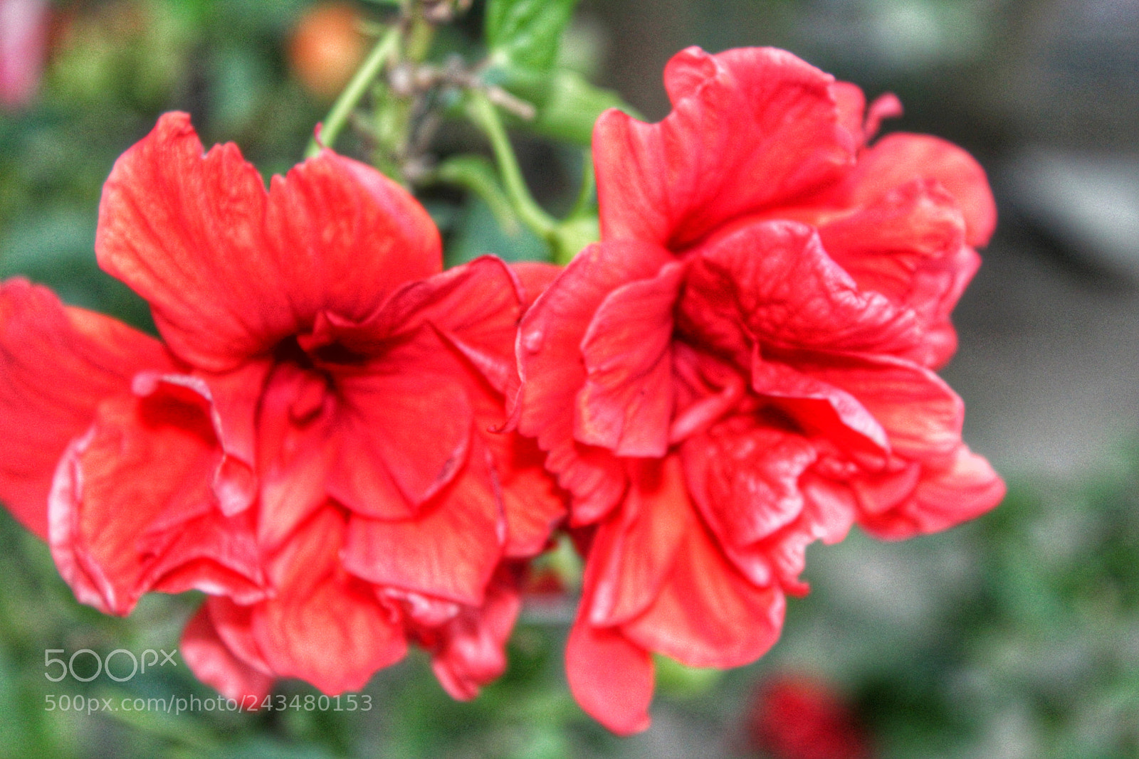 Canon EOS 1300D (EOS Rebel T6 / EOS Kiss X80) sample photo. Big red flower photography