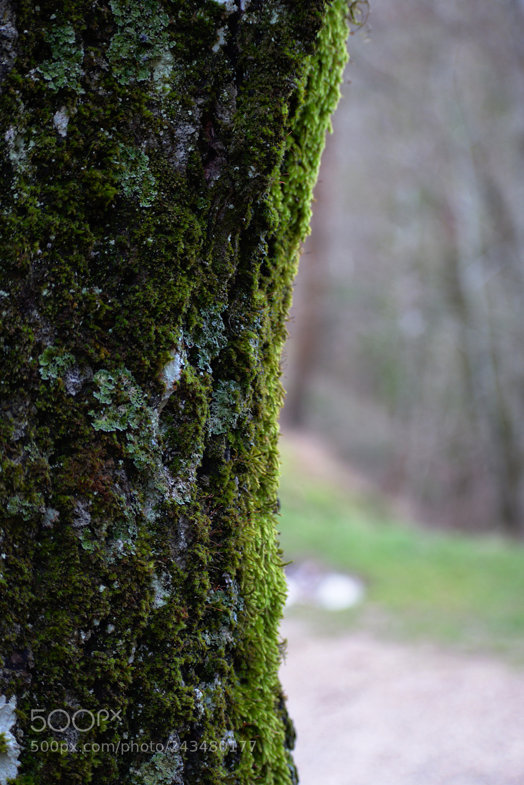 Nikon D5600 sample photo. Tree photography