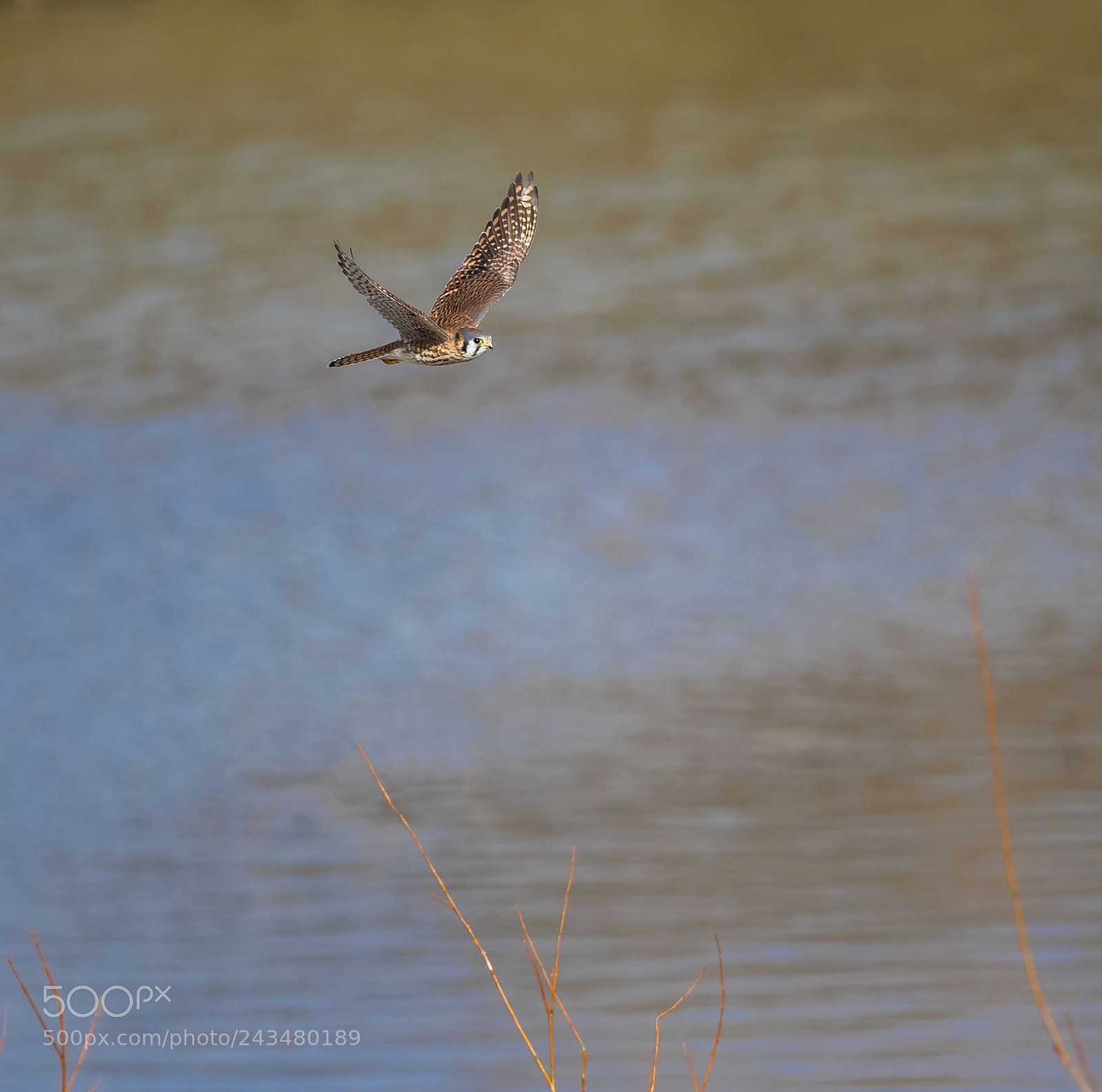 Nikon D500 sample photo. American kestrel photography