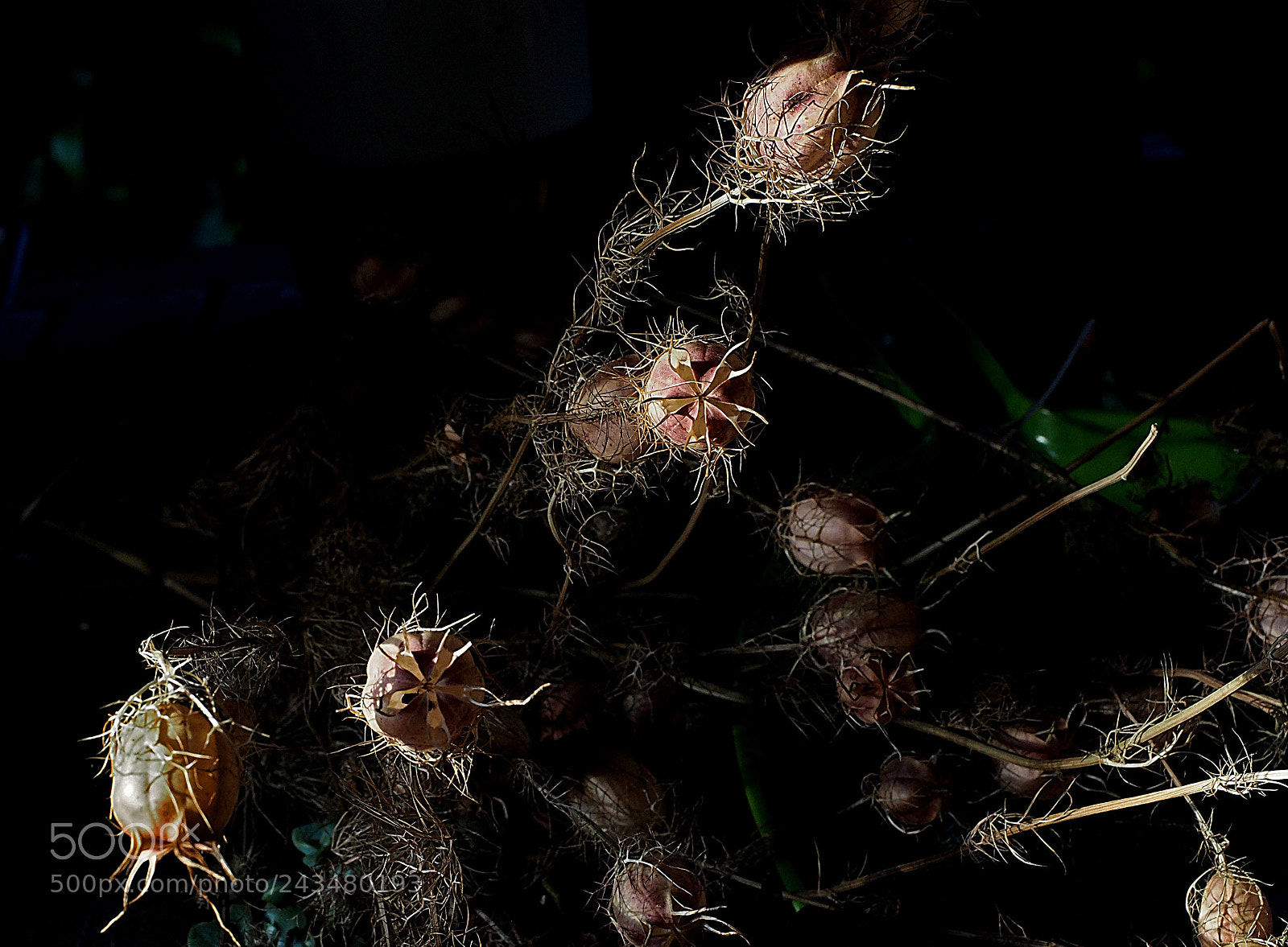 Olympus OM-D E-M5 II sample photo. Ripe with seeds. photography