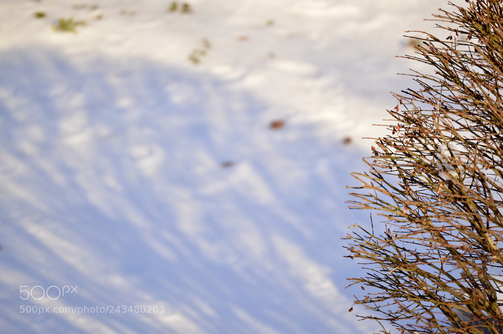 Nikon D3200 sample photo. Shadow on the snow photography