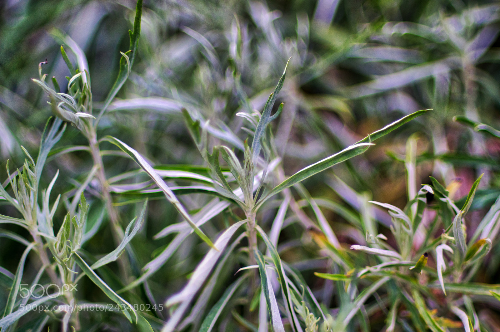 Pentax K-3 sample photo. _img4648-.jpg photography