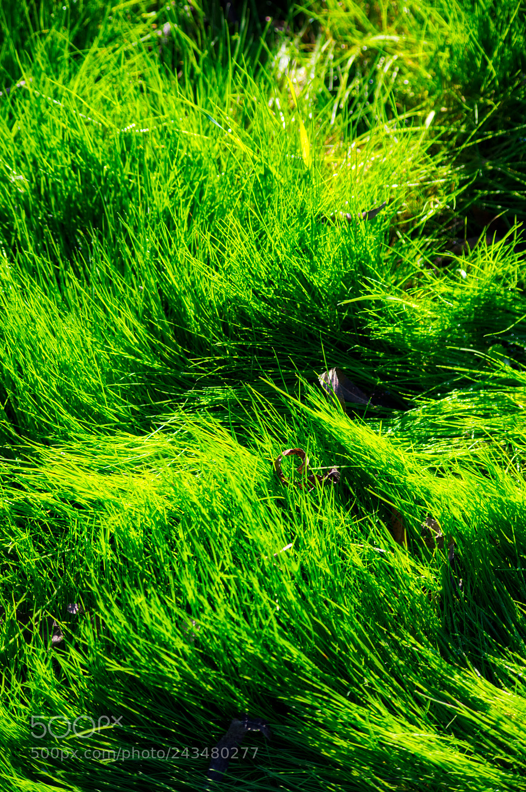 Pentax K-3 II sample photo. Grass photography