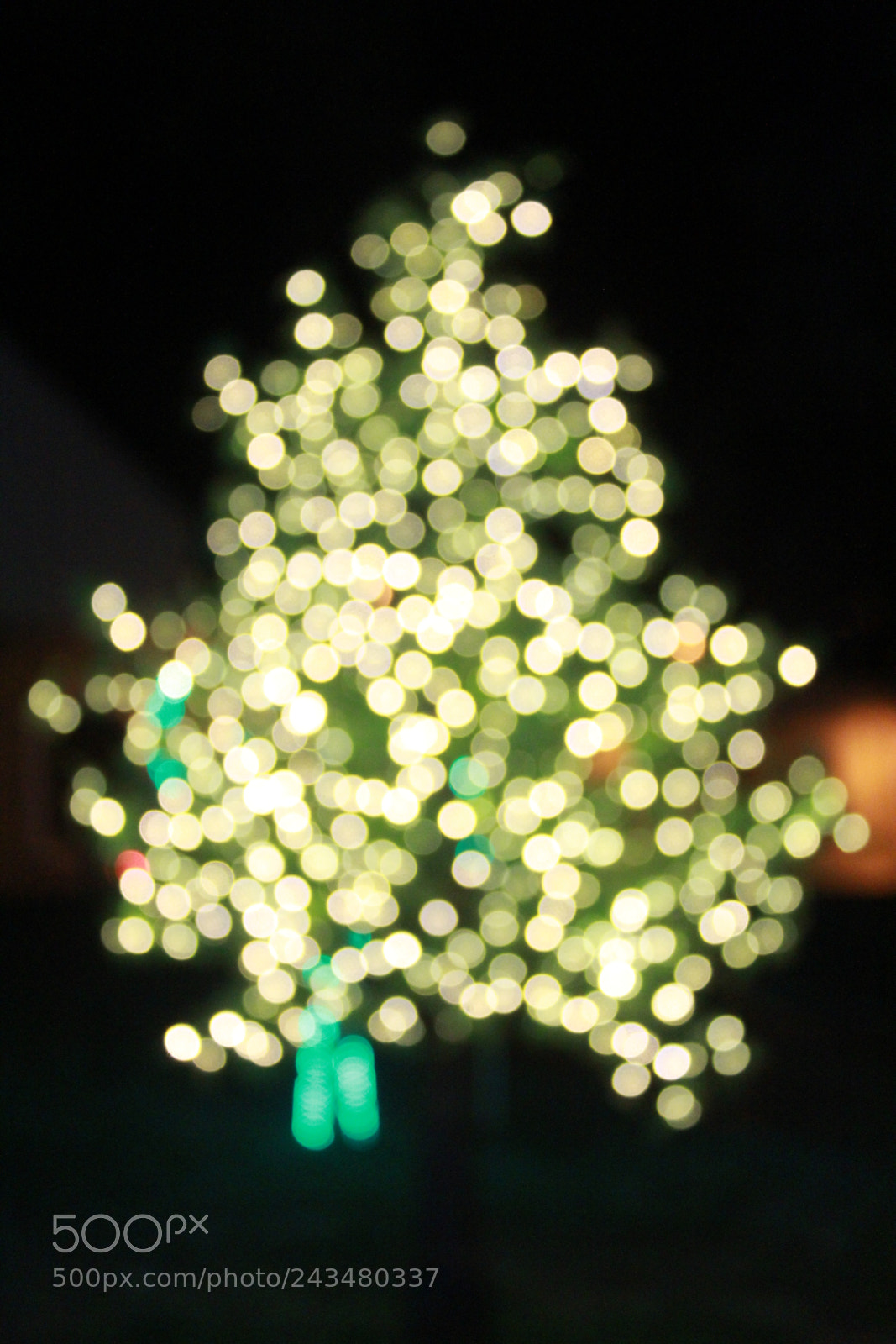 Canon EOS 600D (Rebel EOS T3i / EOS Kiss X5) sample photo. Bright tree photography