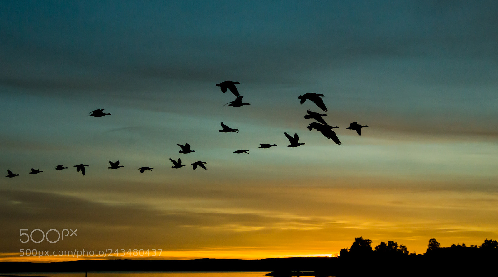 Nikon D3200 sample photo. Migrating birds photography