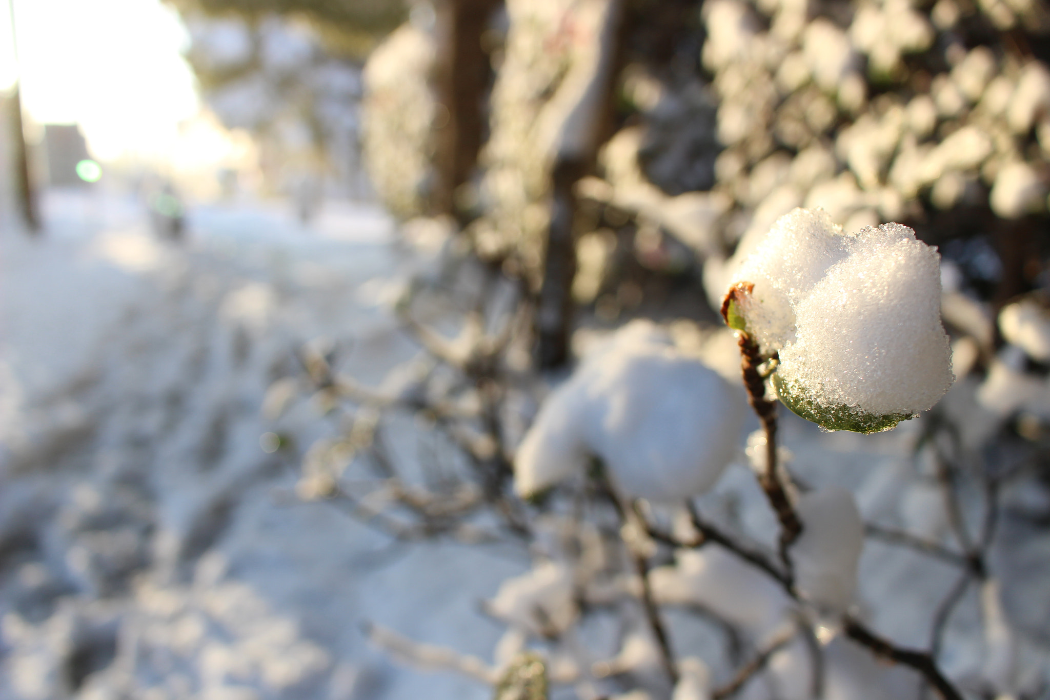 Canon EOS 100D (EOS Rebel SL1 / EOS Kiss X7) sample photo. 初積もり photography