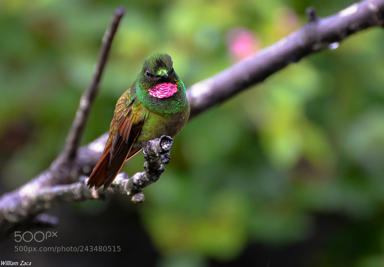 Nikon D610 sample photo. Brazilian ruby photography