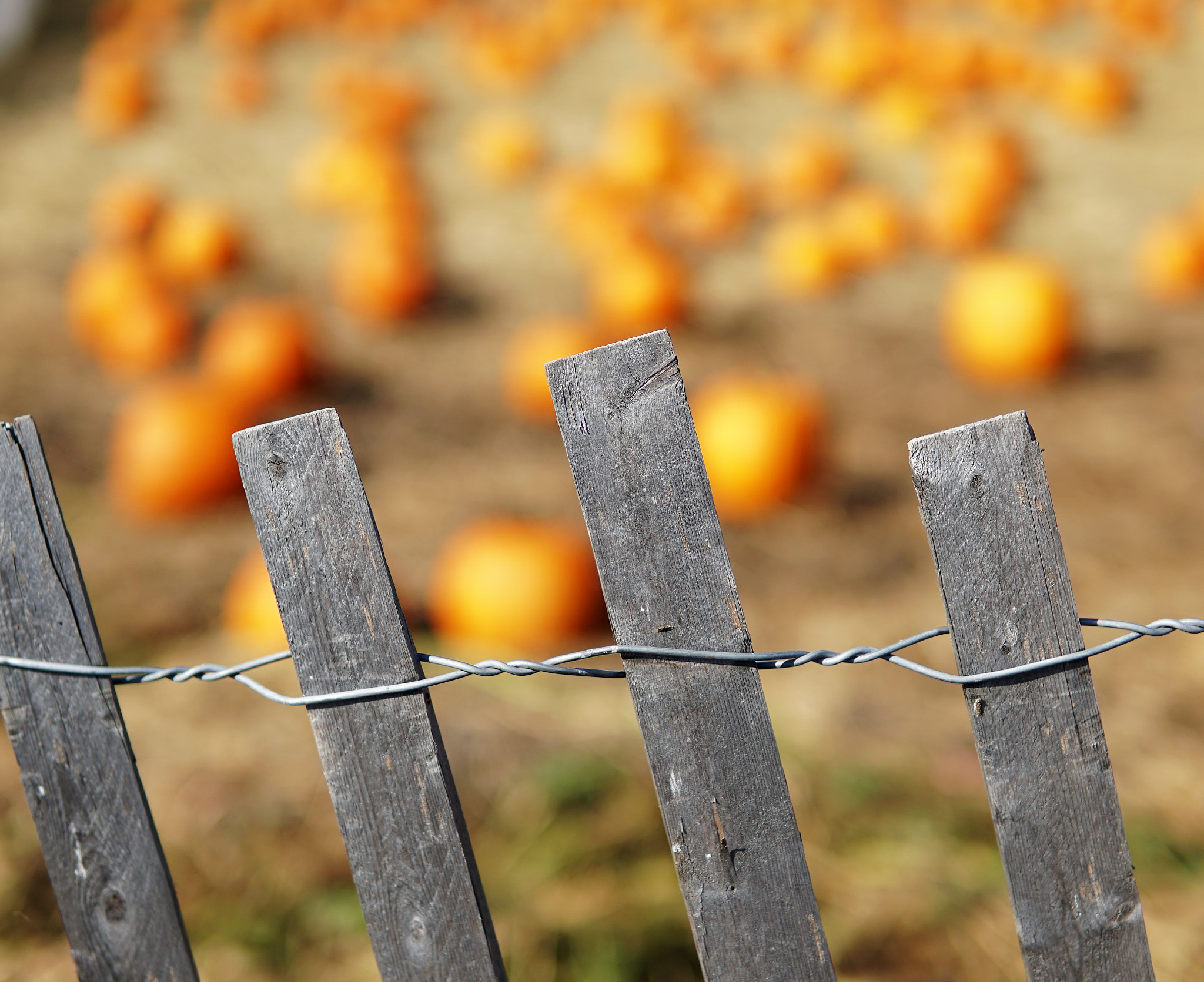 Sony a6500 + Sigma 30mm F1.4 DC DN | C sample photo. A fence around a pumpkin patch photography