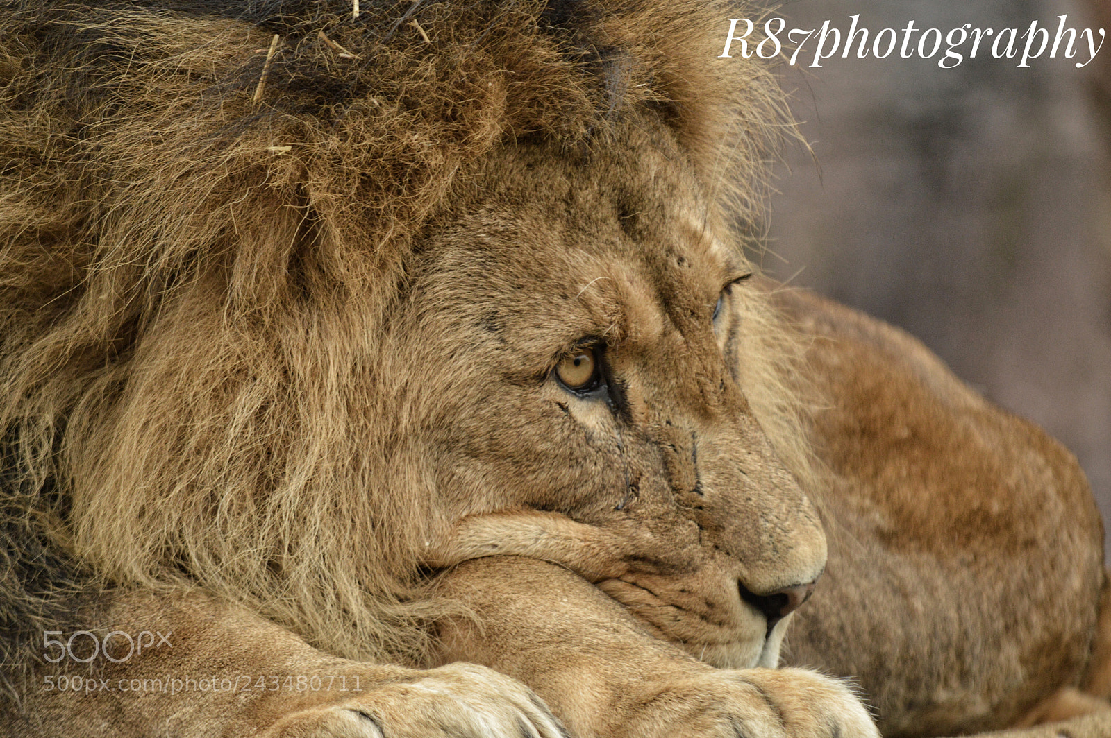 Nikon D3200 sample photo. The king of the photography