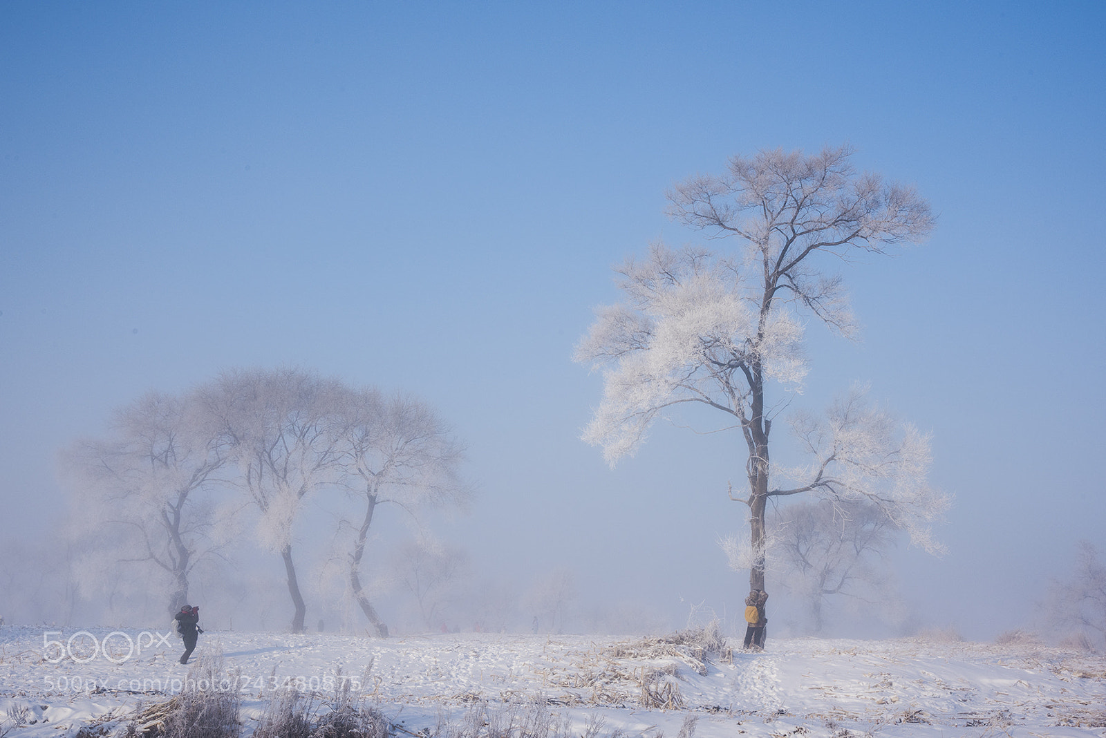 Nikon D810 sample photo. 霧凇 photography