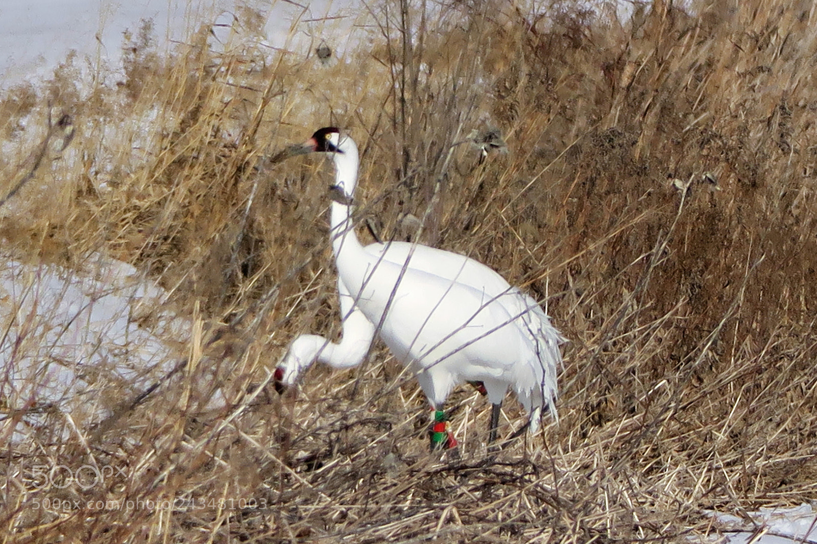 Canon PowerShot G3 X sample photo. Rare sight photography