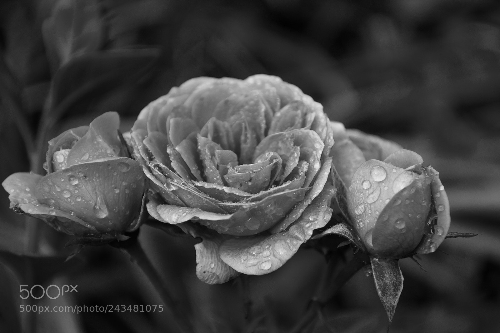 Nikon D3100 sample photo. Rose_bw photography