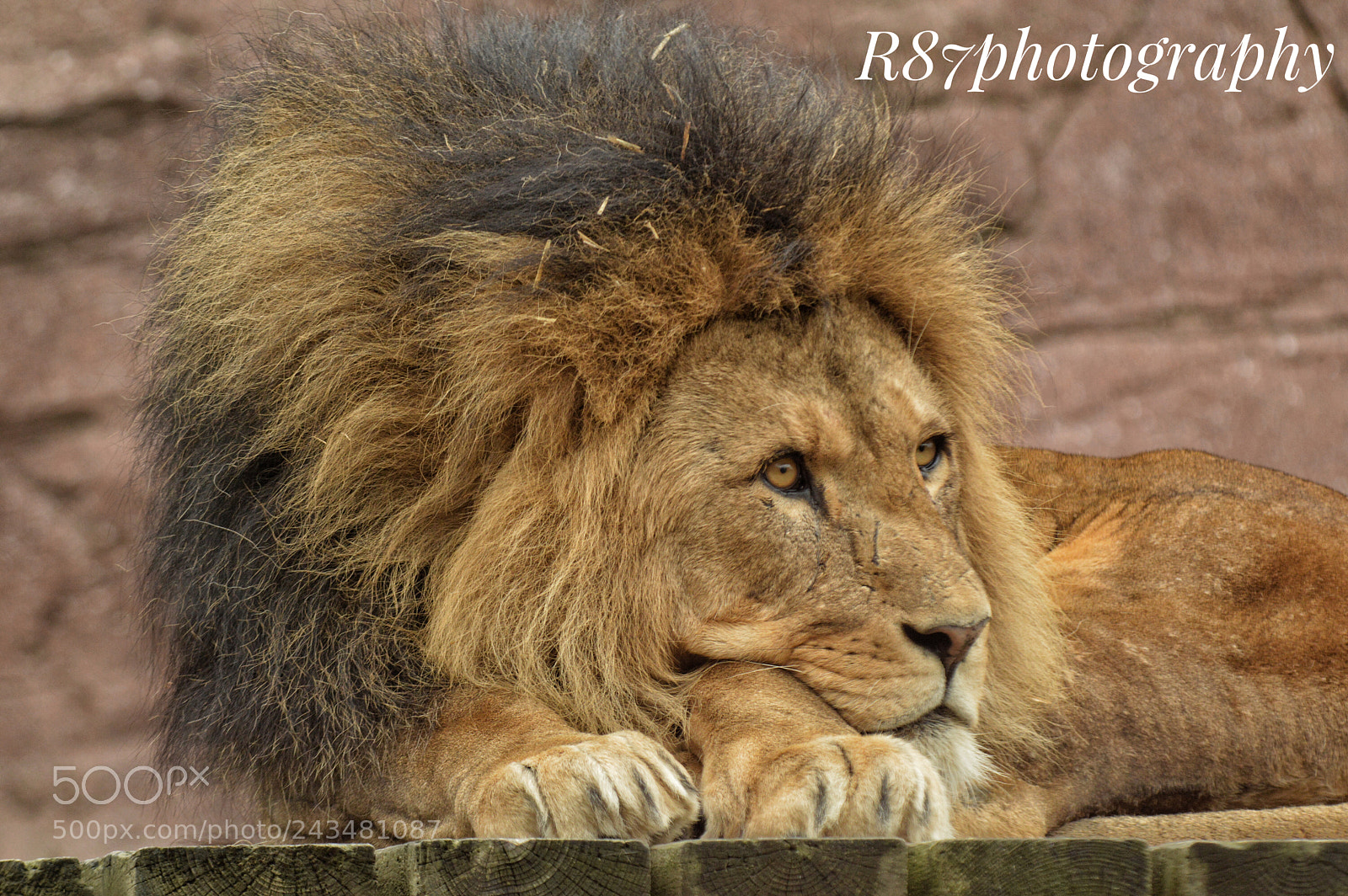 Nikon D3200 sample photo. The king of colchester photography