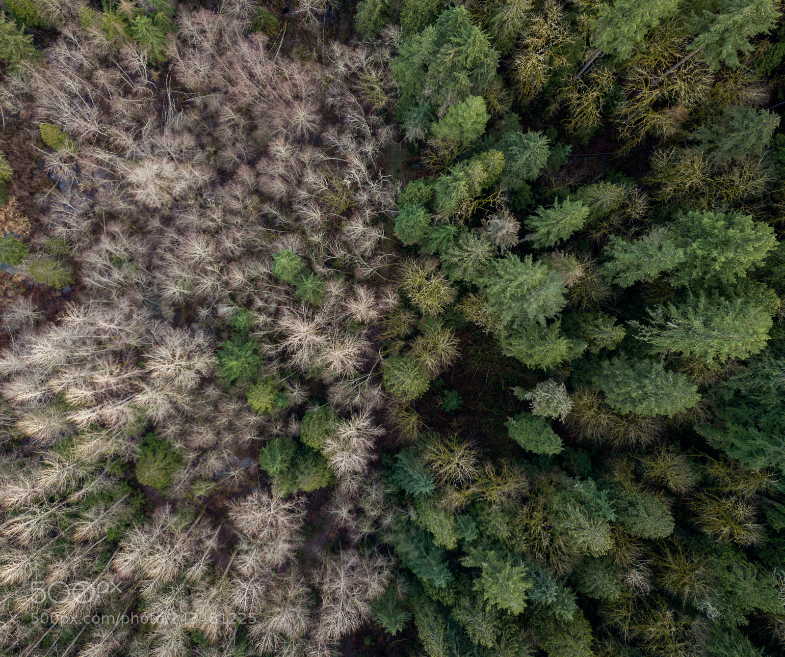 DJI FC220 sample photo. Life and death photography