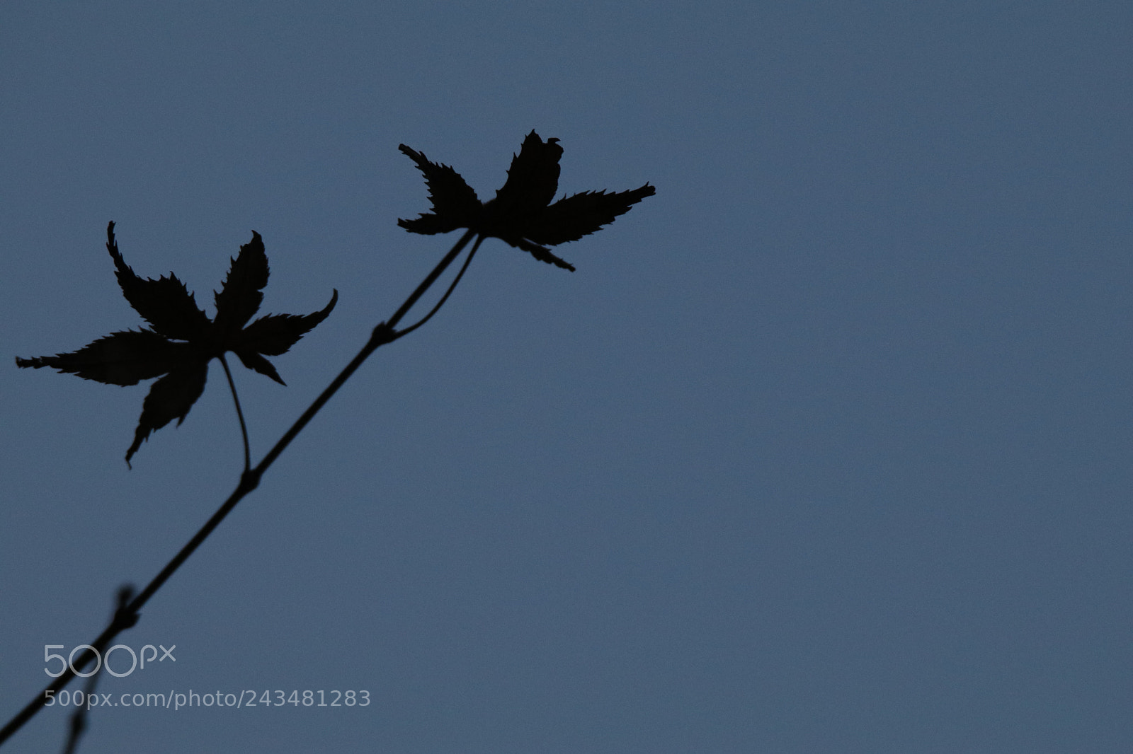 Tamron SP 150-600mm F5-6.3 Di VC USD sample photo. A lonely maple leaf photography