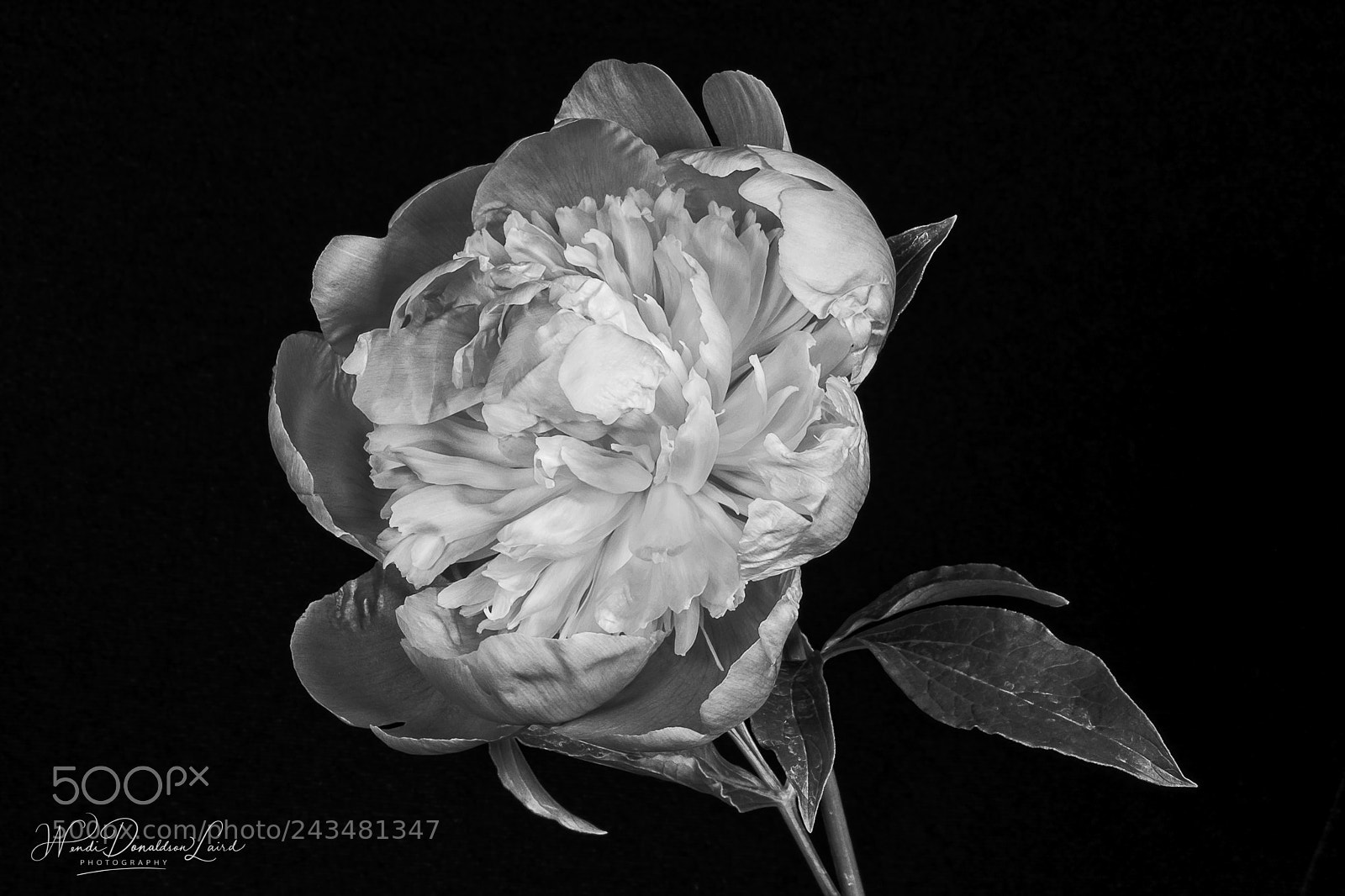 Fujifilm X-E2 sample photo. Peony study v3 photography