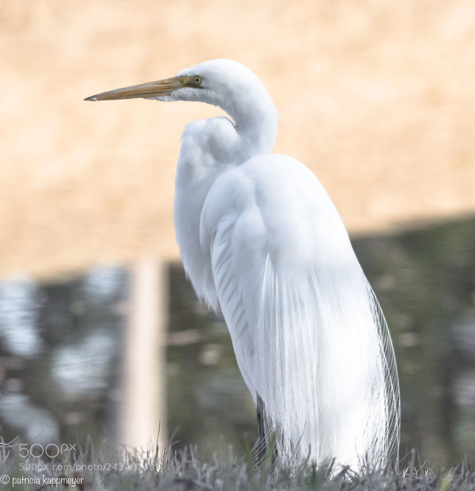 Nikon D7200 sample photo. White heron photography