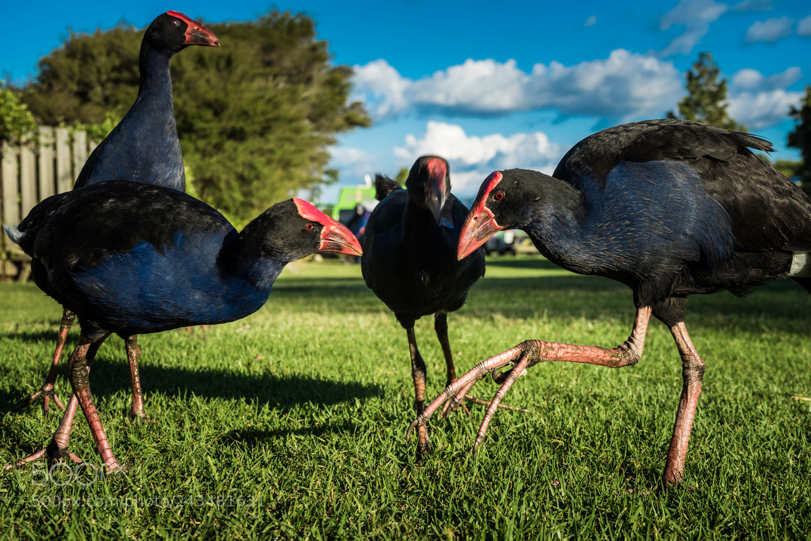 Sony a7 II sample photo. Pūkeko photography