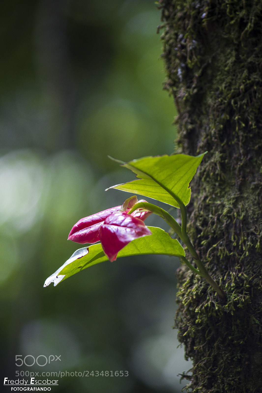 Canon EOS 700D (EOS Rebel T5i / EOS Kiss X7i) sample photo. Ramita photography