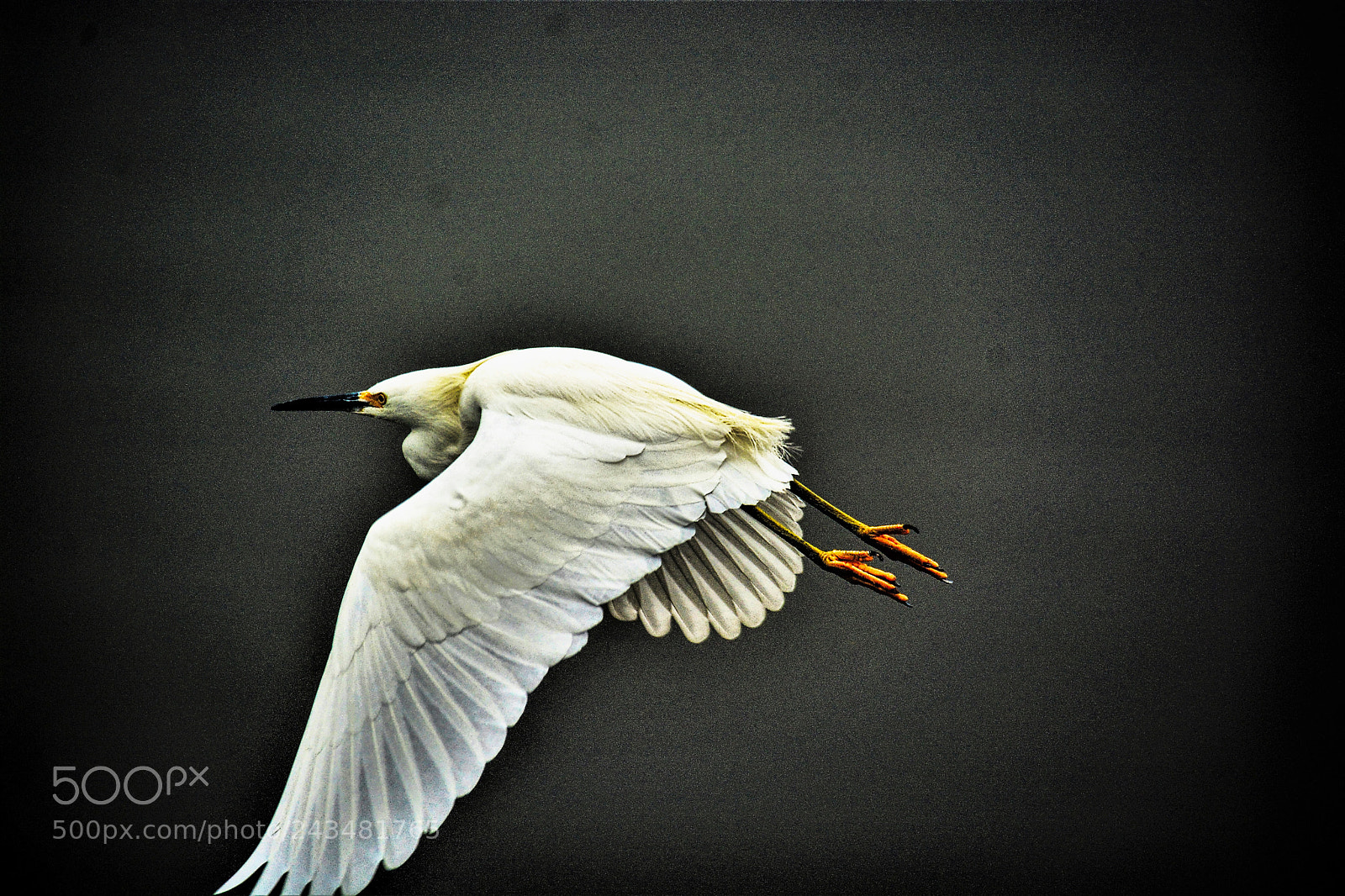 Nikon D7100 sample photo. A photography