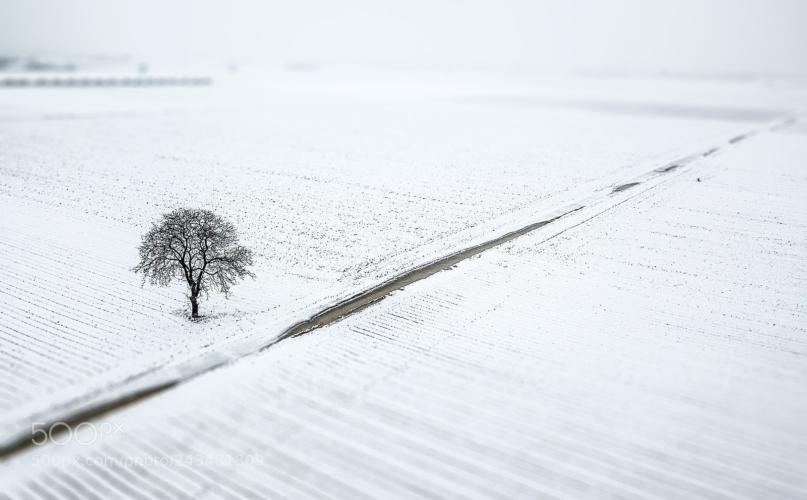 DJI FC220 sample photo. Lonely tree photography