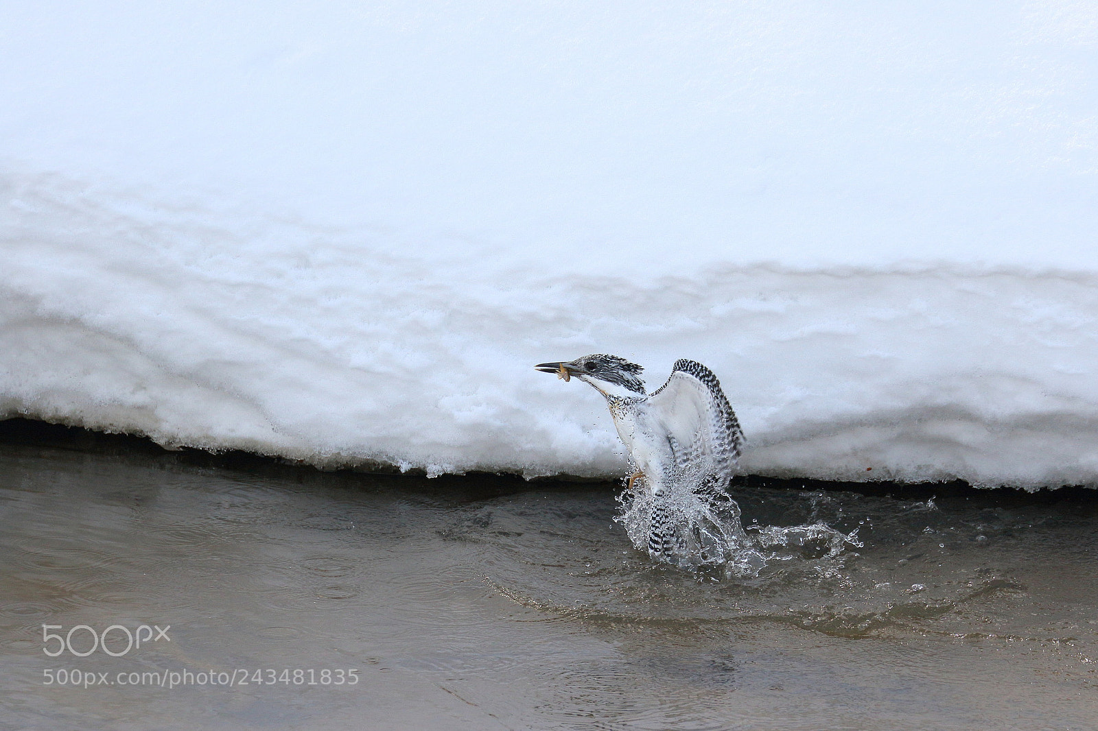 Canon EOS 7D Mark II sample photo. Real kingfisher photography