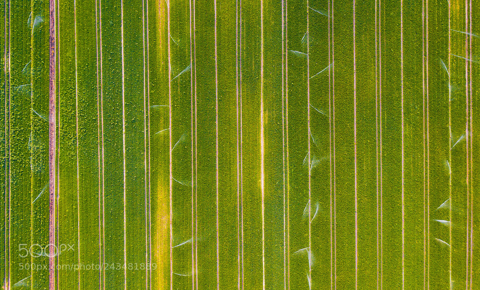 DJI FC220 sample photo. Watering broccoli photography