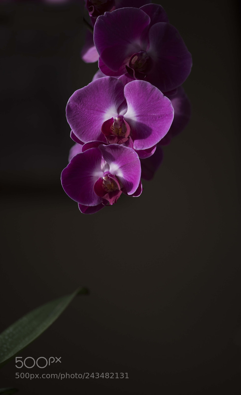 Nikon D810 sample photo. Orchid photography