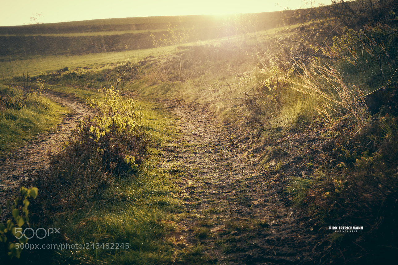 Nikon D810 sample photo. Sauerland | trail photography