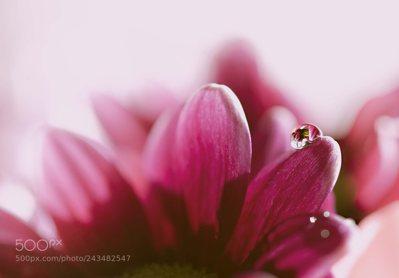 Nikon D810 sample photo. Pink flower photography