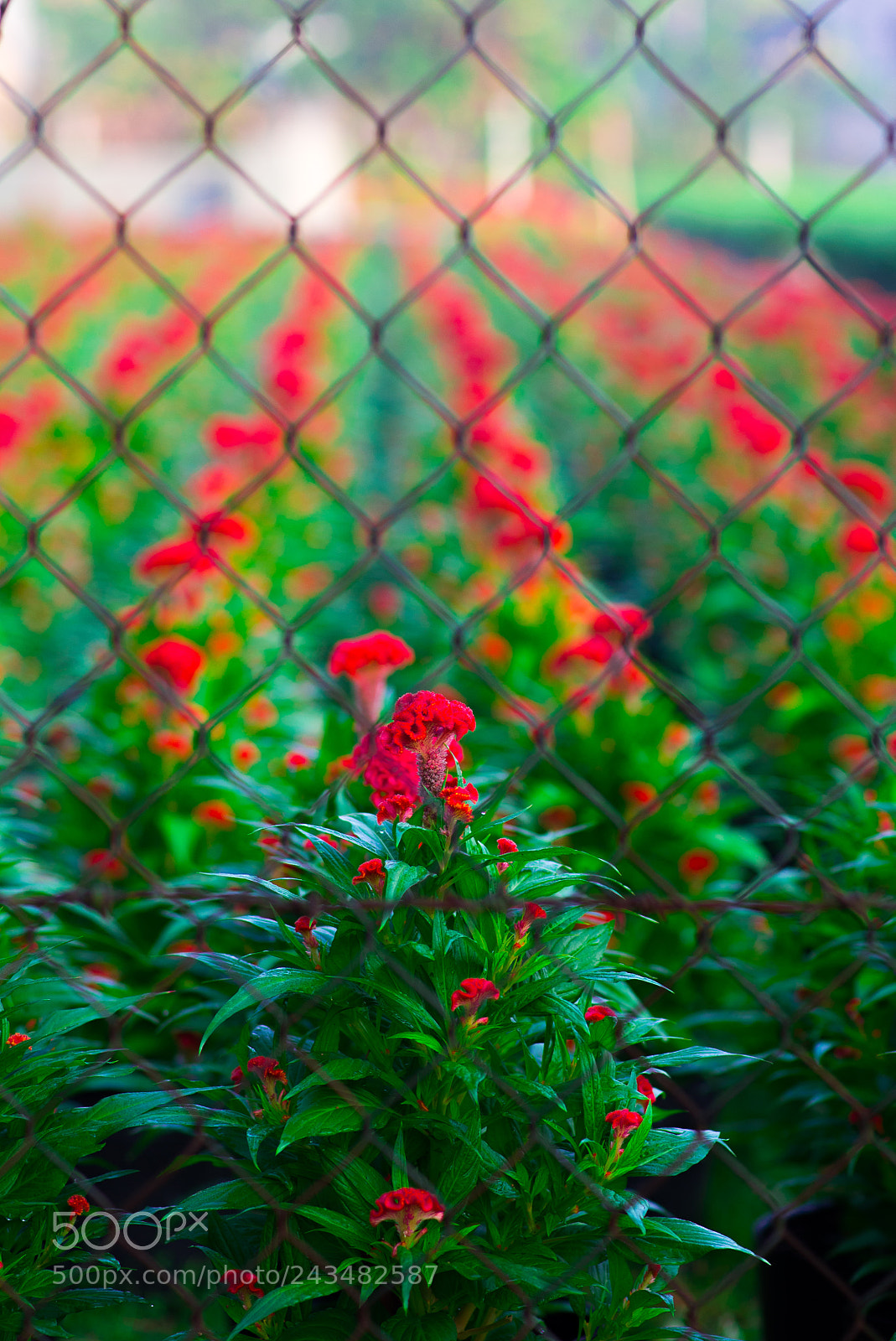 Nikon D610 sample photo. Prison photography