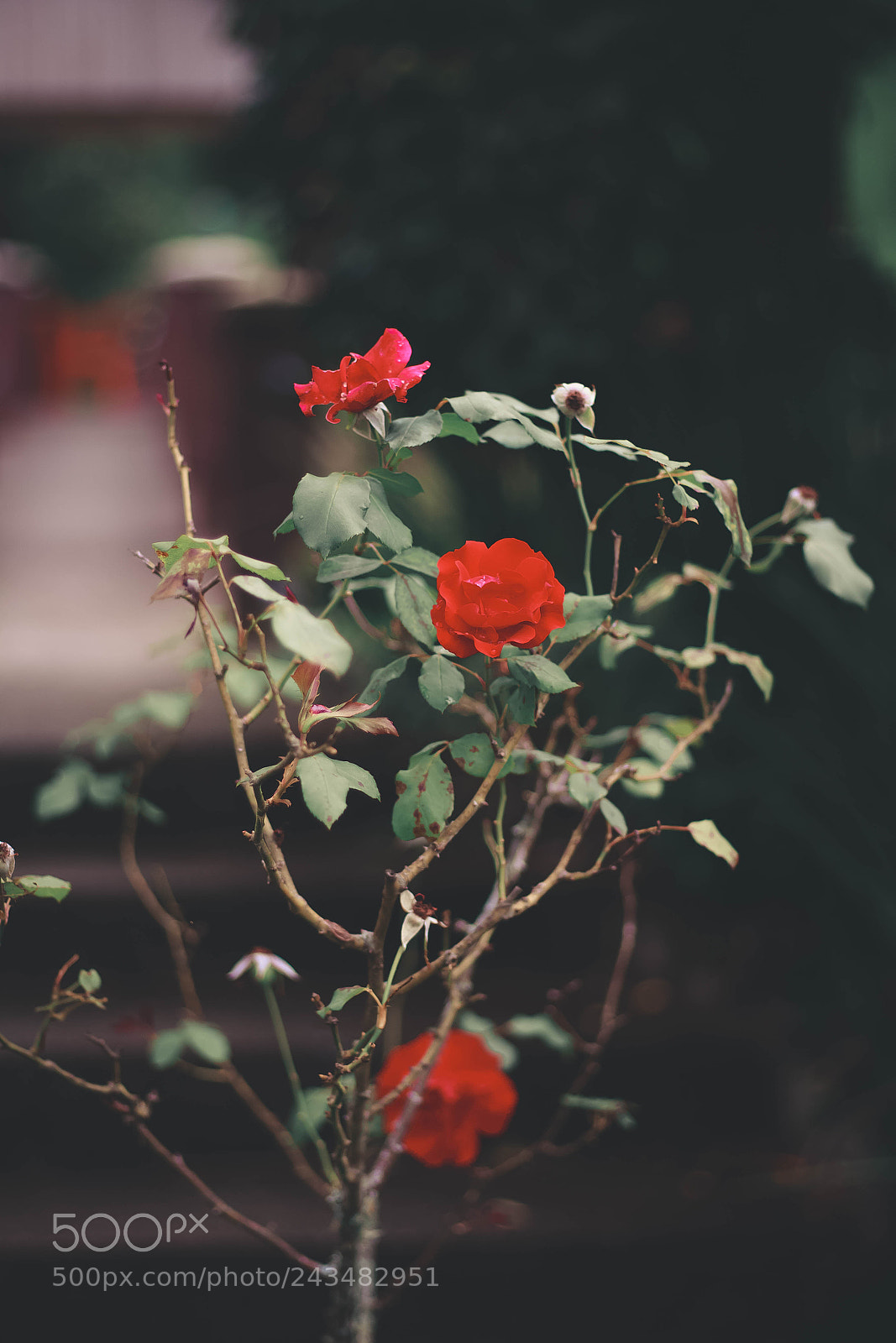 Canon EOS 700D (EOS Rebel T5i / EOS Kiss X7i) sample photo. Rose photography