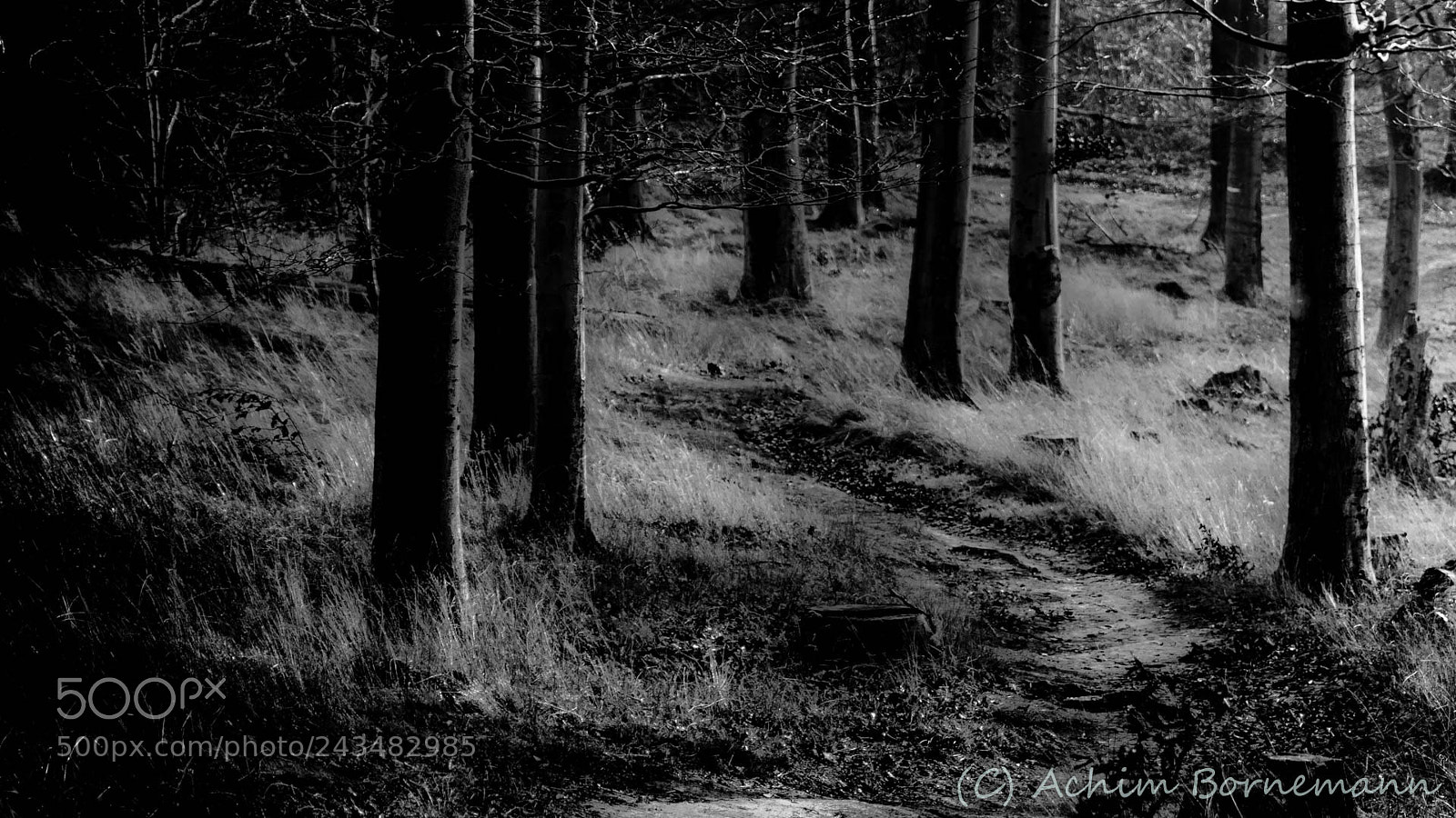 Sony SLT-A68 sample photo. A forest path photography