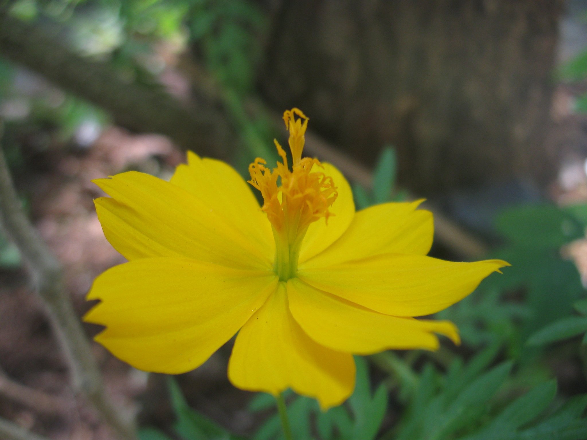 Canon PowerShot A580 sample photo. Yellow flower photography