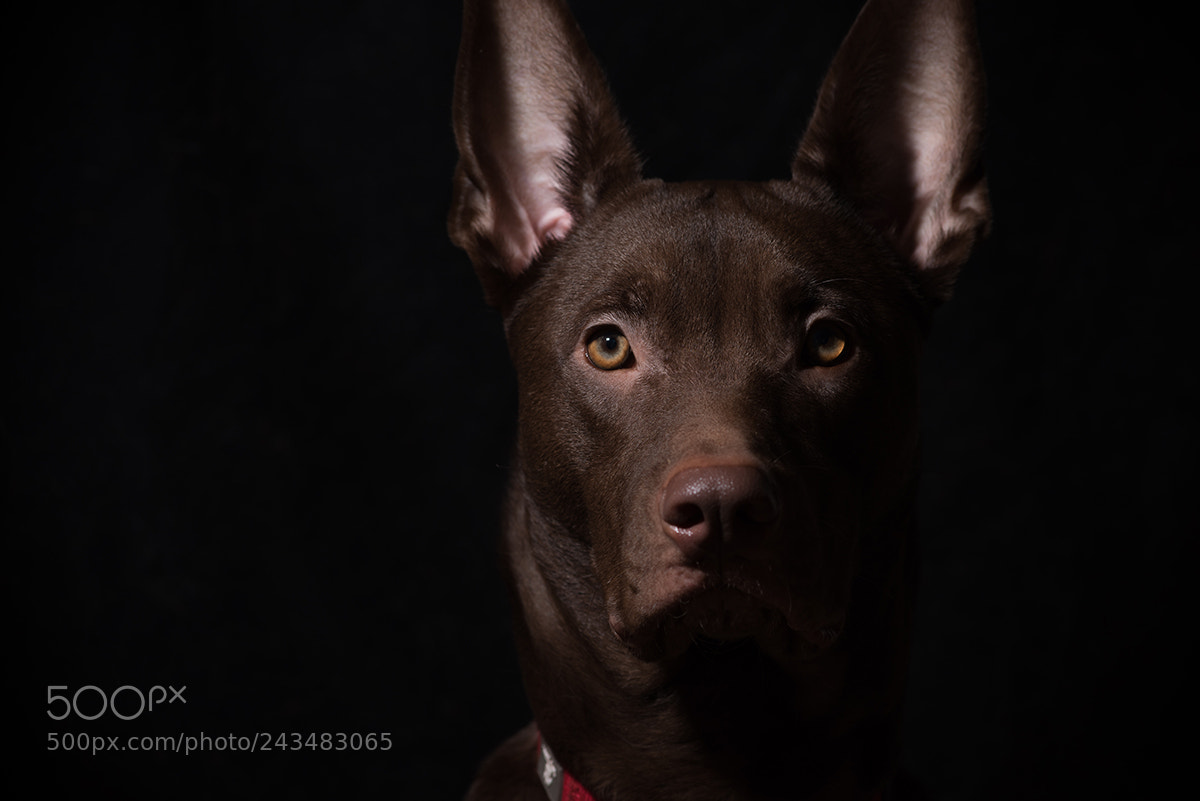 Nikon D810 sample photo. Loki photography