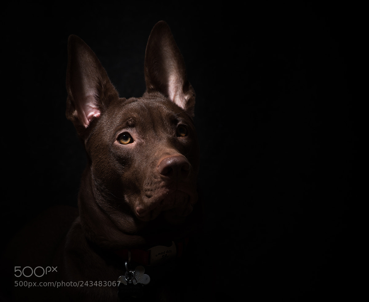 Nikon D810 sample photo. Loki photography