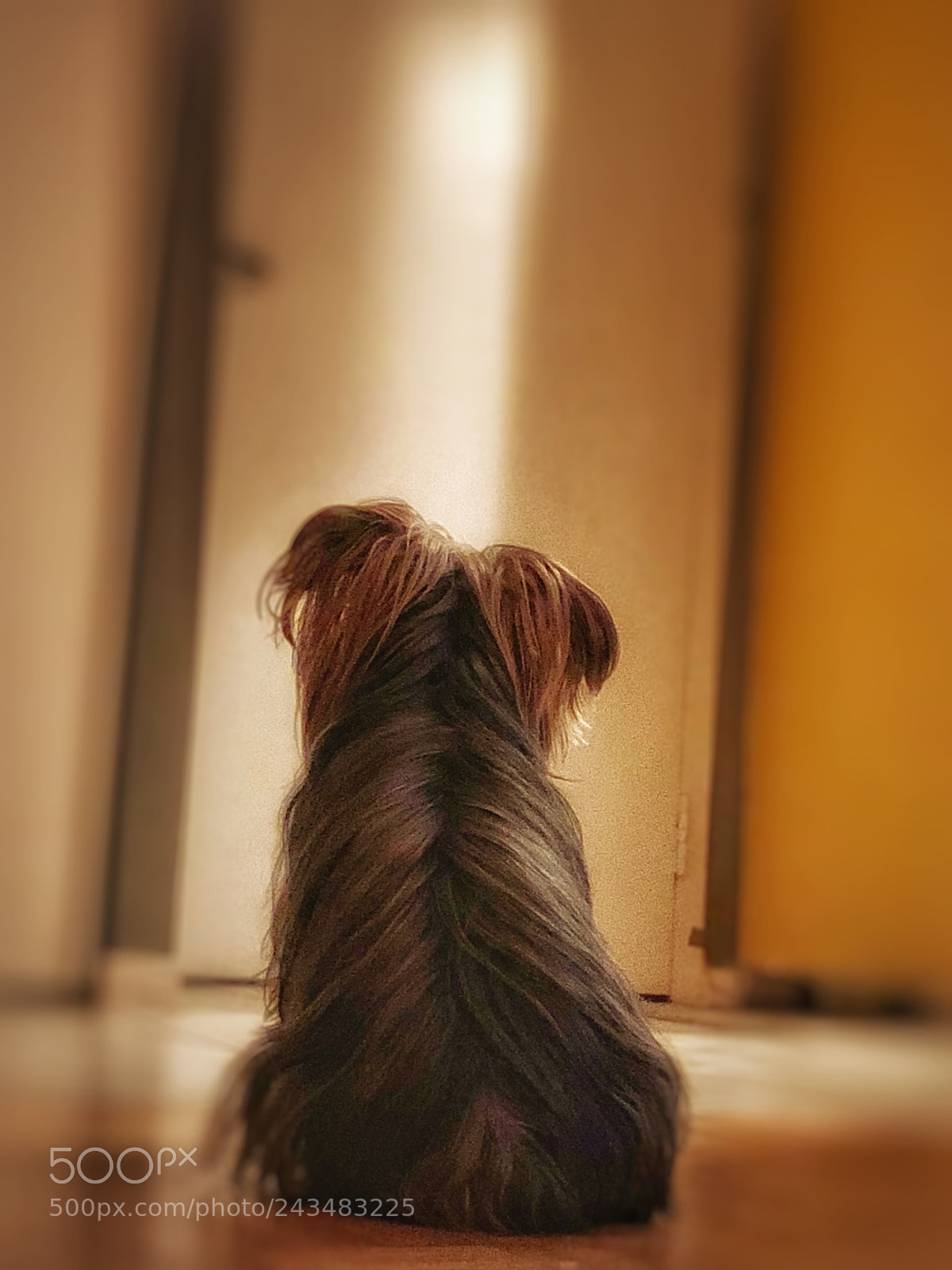 Apple iPhone 8 Plus sample photo. If you are not photography